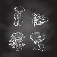 Vector sketch Collection of different mushrooms. White sketch isolated on black chalkboard. Sketch illustration for print, web, mobile and infographics.