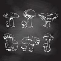 Vector sketch Collection of different mushrooms. White sketch isolated on black chalkboard. Sketch illustration for print, web, mobile and infographics.