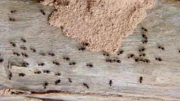 termite walking on bark background video