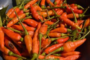 chiles rojos frescos que los agricultores acaban de cosechar foto