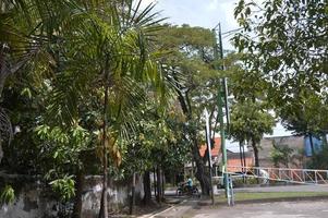 tiro en el árbol al lado de la casa foto