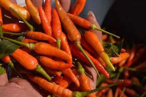 una persona que sostiene chiles rojos frescos que los agricultores acaban de cosechar foto