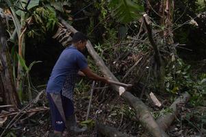 a man chops down a tree manually with an axe photo