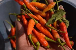 una persona que sostiene chiles rojos frescos que los agricultores acaban de cosechar foto