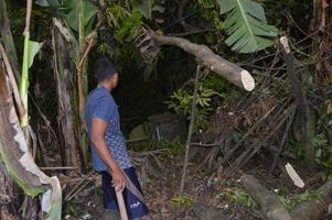 a man chops down a tree manually with an axe photo