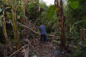 a man chops down a tree manually with an axe photo