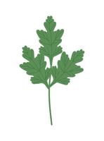 icono de hojas de cilantro vector