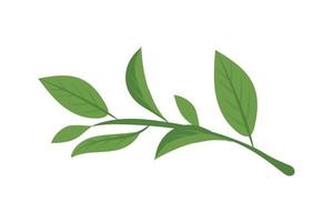 matcha branch leaves vector