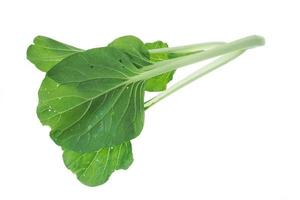 Bok choy isolated on white background. photo