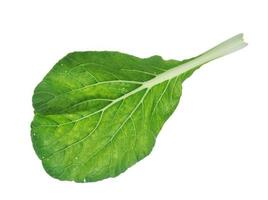 Bok choy isolated on white background. photo