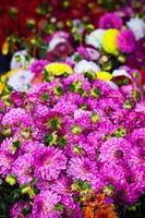 Beautiful pink dahlias flowers photo