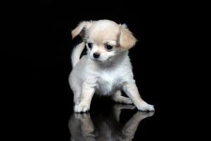 Funny portrait of a scared Chihuahua puppy on an isolated black background photo