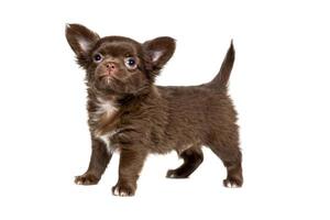 Cute Chihuahua puppy age 2 months of chocolate color, isolated on a white background photo