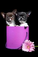 Chihuahua two small puppies peek out of a pink box, a Christmas gift photo