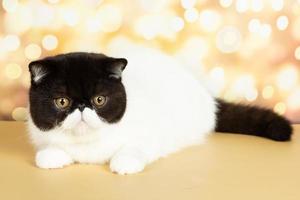 un hermoso gato exótico de pelo corto se encuentra en el colorido fondo festivo del estudio. foto