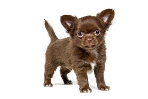 Cute Chihuahua puppy age 2 months of chocolate color, isolated on a white background photo