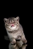 A brown exotic shorthair Persian kitten jumps on its hind legs on a dark background. photo