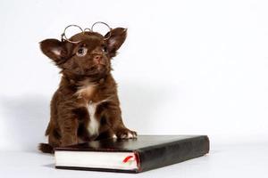 un pequeño cachorro chihuahua con gafas, junto a un libro. el concepto de educación en el hogar foto