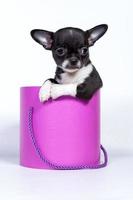 Close-up image of a Chihuahua dog sitting in a pink gift box, Valentine's Day, anniversary concept photo
