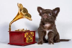 un lindo cachorrito chihuahua marrón se sienta al lado de una caja de música mecánica, un gramófono sobre un fondo blanco. foto