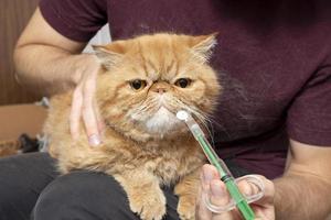 un hombre en casa le da una pastilla a un gato enfermo de una raza exótica de pelo corto. una jeringa especial para administrar medicamentos a los animales. foto