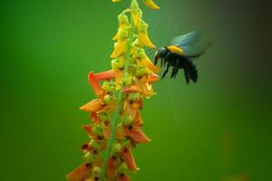 paisaje asiático en la mañana de indonesia con abejas melíferas volando sobre flores foto