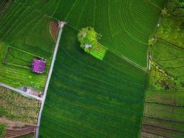 vista aérea de asia en el área de campo de arroz indonesio con terrazas de arroz verde foto