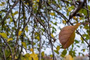 A lonely fading leaf of an apple tree. photo