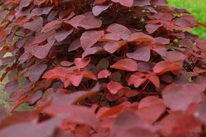 Background made of fresh tropical red leaves2. Living Coral creative and dark color drawing. photo