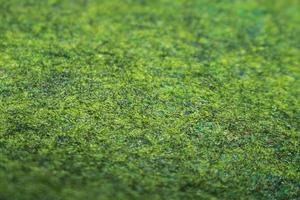 Fresh green meadow background blur2. football field grass, golf course, carpet texture photo
