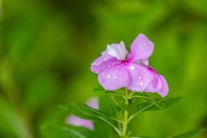 Rain drops on purple flower. Beautiful nature background, spring summer garden with bright colors, flora closeup, natural sunlight. Beautiful nature, inspirational bright blossoms with water droplets photo