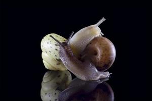 Grape snail with reflection isolated on black background. Macro photography, selected sharpness. Yin and Yang of snails photo