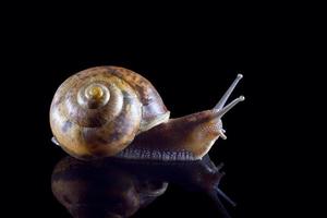 Grape snail with reflection isolated on black background. Macro photography, selected sharpness. Yin and Yang of snails photo