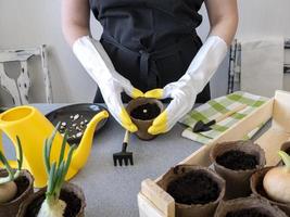 Woman farmer plants vegetable seeds in small flower pots with her own hands. The concept of organic farming, gardening. photo