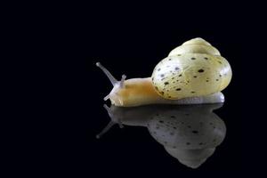 Grape snail with reflection isolated on a black background. Macro photography, selected sharpness photo