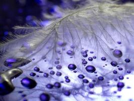 de cerca. de una pluma sobre un fondo de color púrpura con gotas de agua, con un reflejo y borrosa. foto macro