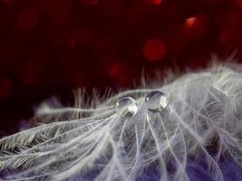 Close up. Two drops on a white feather on a blurred background with red and blue bokeh. Macro