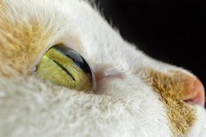 parte de la cara del gato. primer plano del ojo. macrofotografía enfoque suave foto