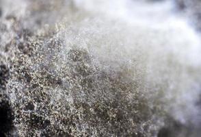 Dangerous mold, bacteria close-up. Concept of dampness, moisture, dust, respiratory problems with allergies, soft focus photo