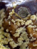 Dangerous mold and bacteria. The concept of dampness, moisture, dust, and respiratory problems. Microscope fungi on food photo