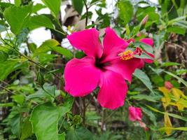las flores de hibisco son rojas por la mañana en el jardín foto