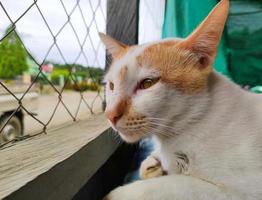 portrait of an orange white cat relaxing near an iron wire photo