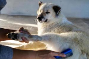 Asian woman's hands combing her dog hair for cleaning and grooming,very happy dog feel relaxed,Bangkaew white dog Thailand,love pet giving care and attention,Country house pets photo