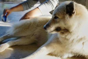 Asian woman's hands combing her dog hair for cleaning and grooming,very happy dog feel relaxed,Bangkaew white dog Thailand,love pet giving care and attention,Country house pets photo