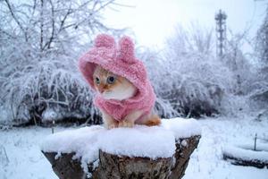 gatito esponjoso de raza tailandesa en ropa de invierno rosa se enfría afuera en la calle nevada foto