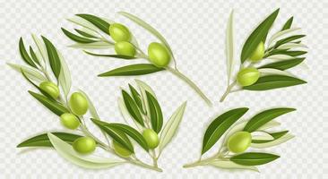 Realistic set of olive tree branches png vector