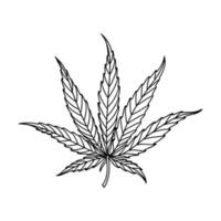 hoja de marihuana icono lineal. aislado en blanco ilustración vectorial vector