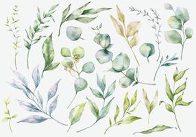 Eucalyptus and Greenery Watercolor Set vector