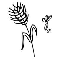 Hand drawn wheat and ears isolated on white background vector