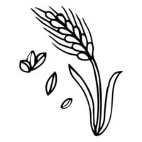 Hand drawn wheat and ears isolated on white background vector